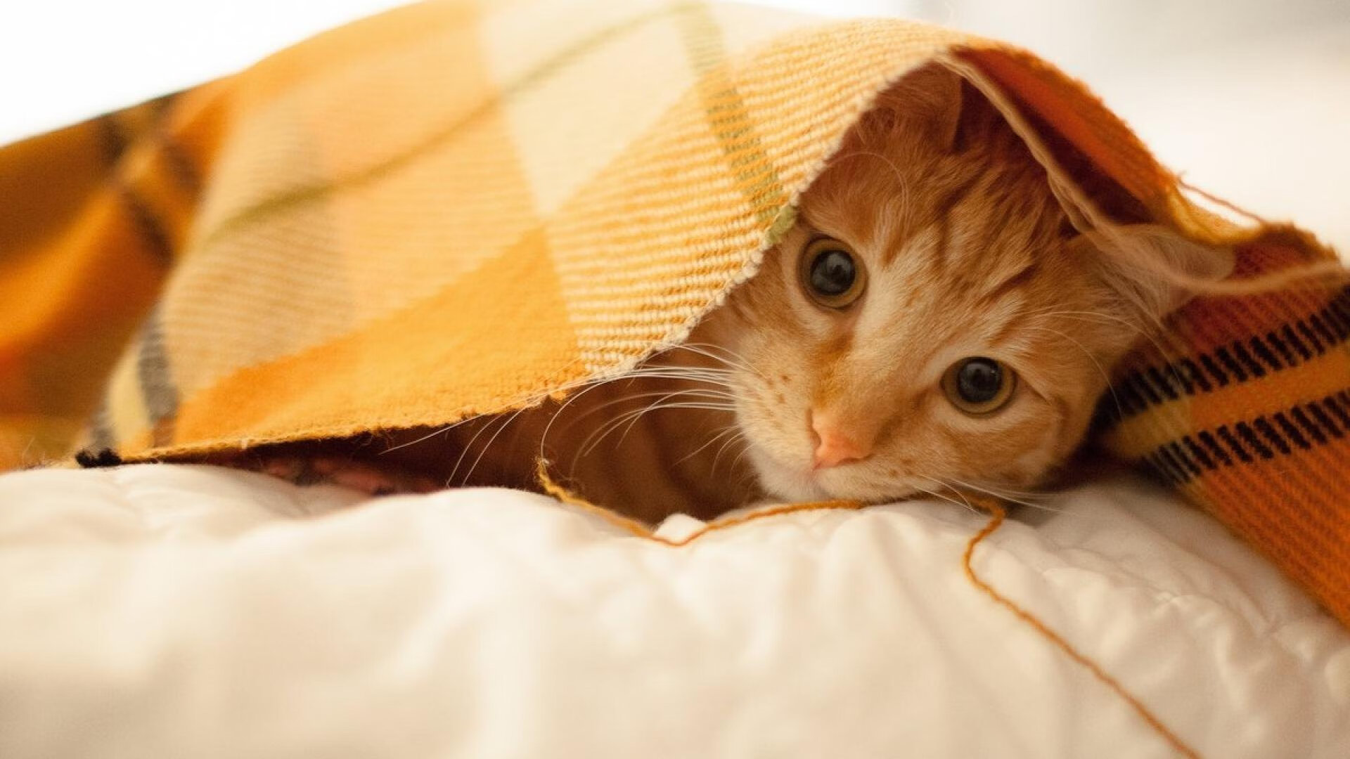 “国足新帅亮相,公布未来战略蓝图”,国足新帅将出炉