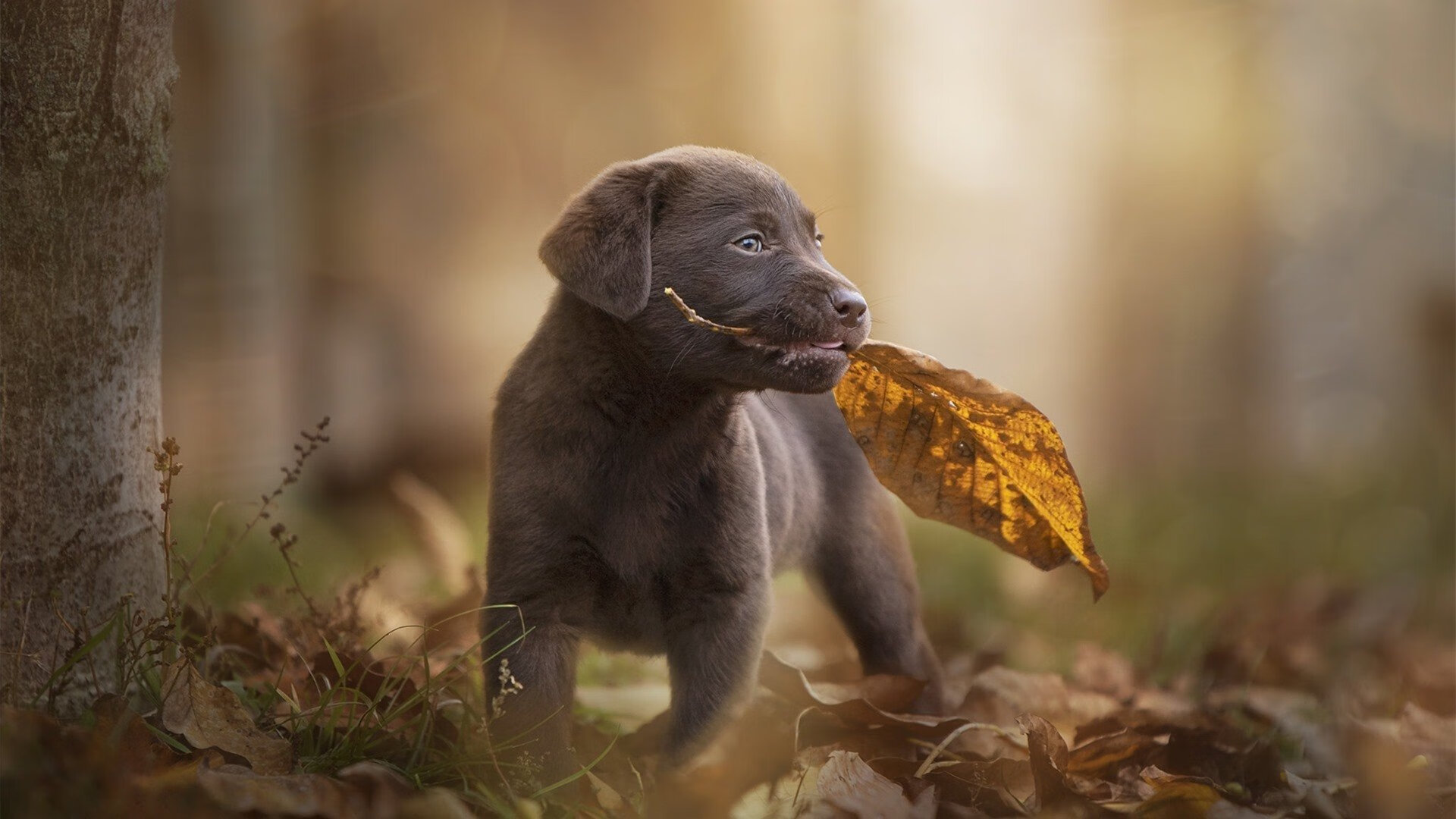 “西甲赛场:明星纷纷展露锋芒,比赛精彩纷呈”,西甲明星都有哪些