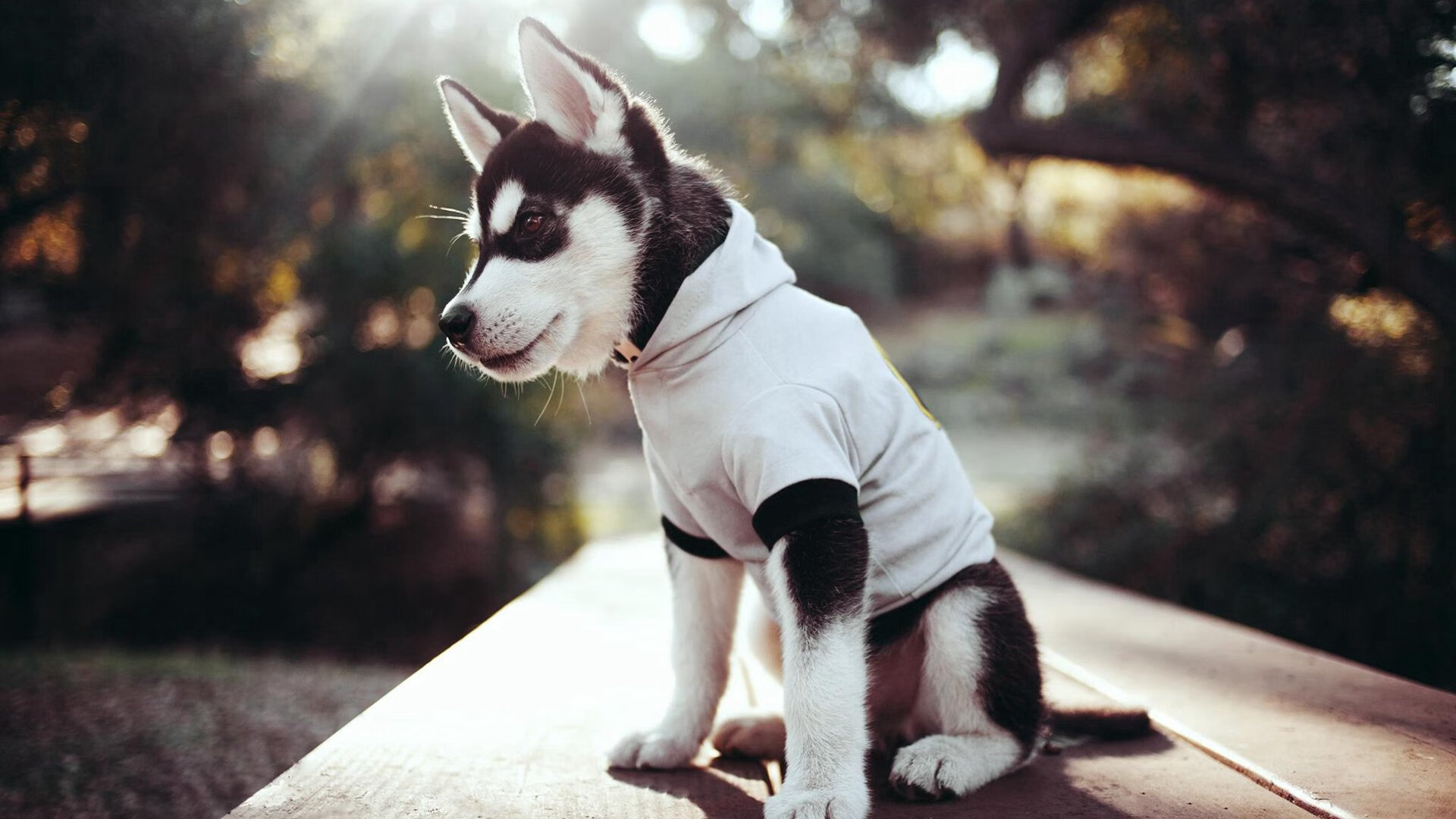 公牛与时尚杂志联名推出复古球员月历,公牛队联名