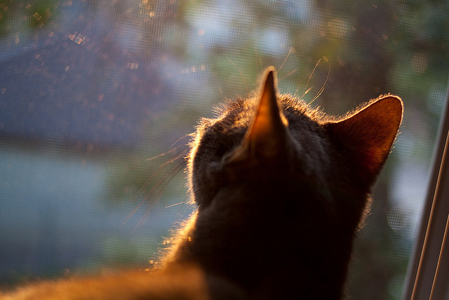 智能硬件:打造公平透明、更具科技感的比赛环境,智能硬件作品