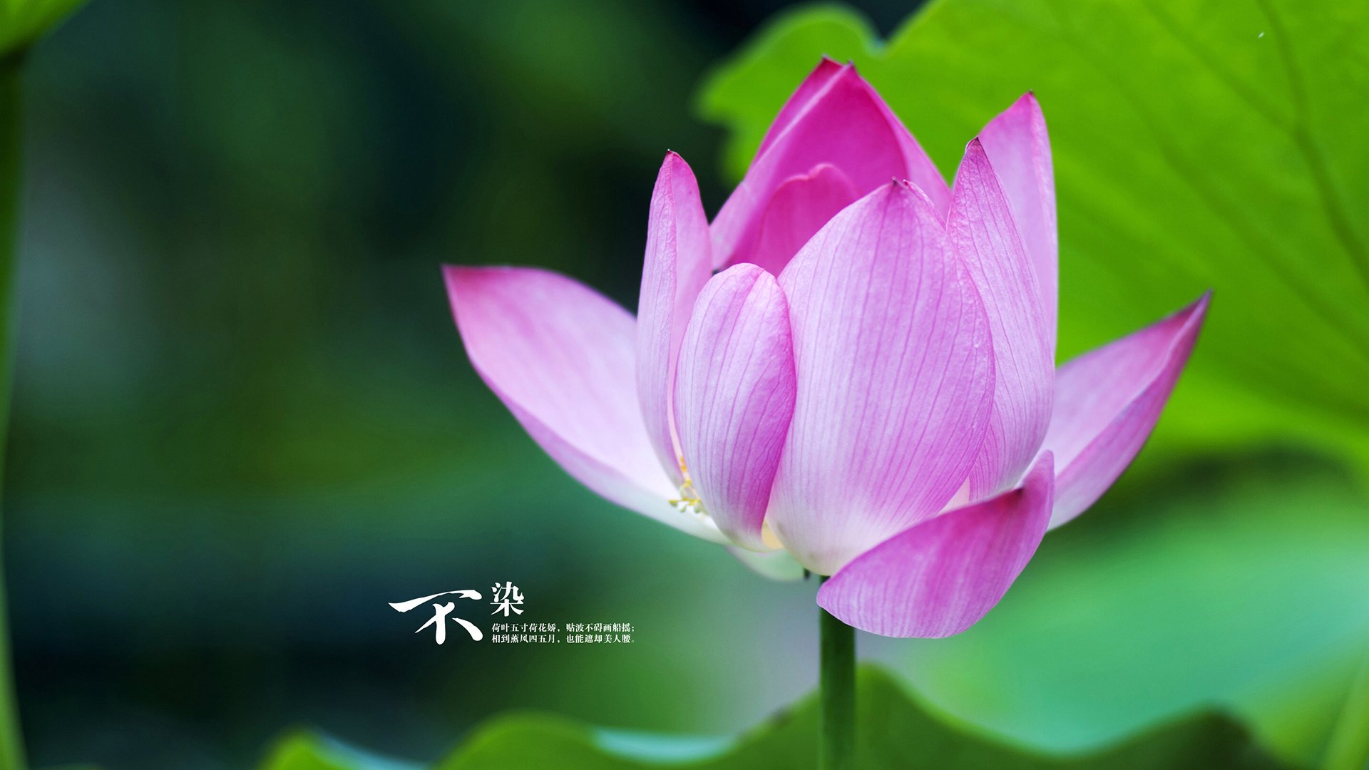 AYX体育-西甲引入新引援政策，球队实力提升，西甲允许几名外援上场