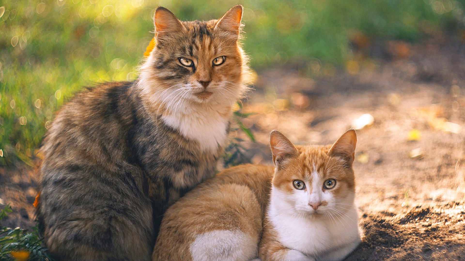 西甲球员体能水平不断提升,比赛强度加大,西甲 球员