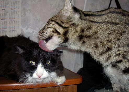 青少年“全国青训营”在南昌正式启动,助推青训体系升级,青少年训练竞赛中心