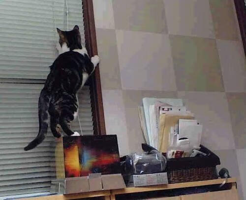 AYX体育-青少年“绿色出行”校园足球正式启动，行业推广全民绿色运动，青少年校园足球比赛