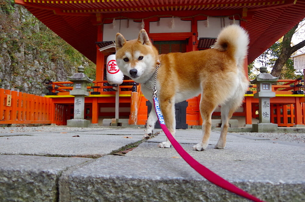 -国内足球联赛战绩悬殊激励全队，冠军梦想争夺，国内足球联赛最新排名安排