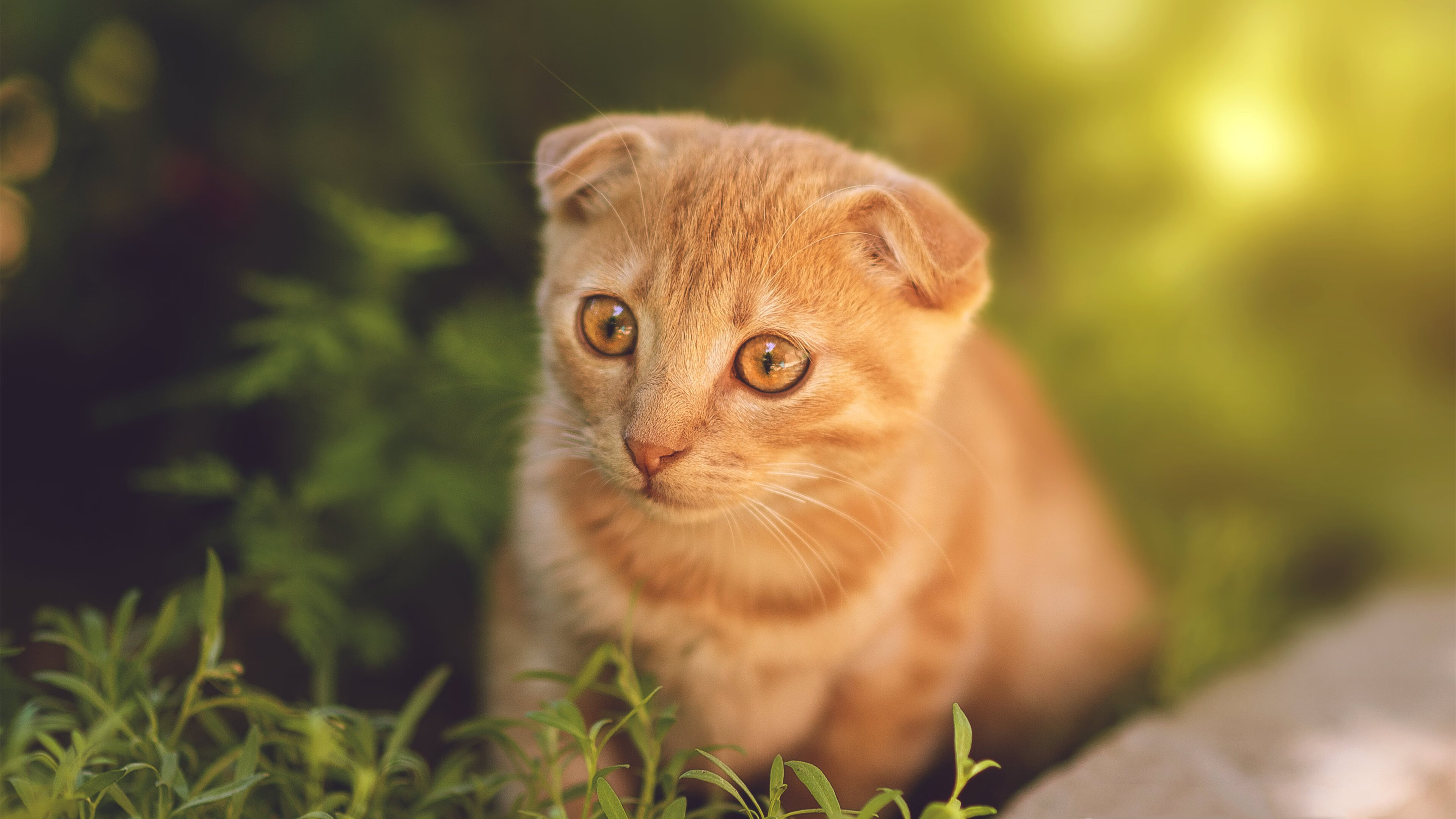 地方足球市场开发是否存在巨大潜力,足球市场发展前景