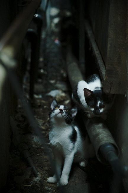 爱游戏登录入口-女足世界杯球迷活动丰富多彩，女足世界杯用球遭弃用