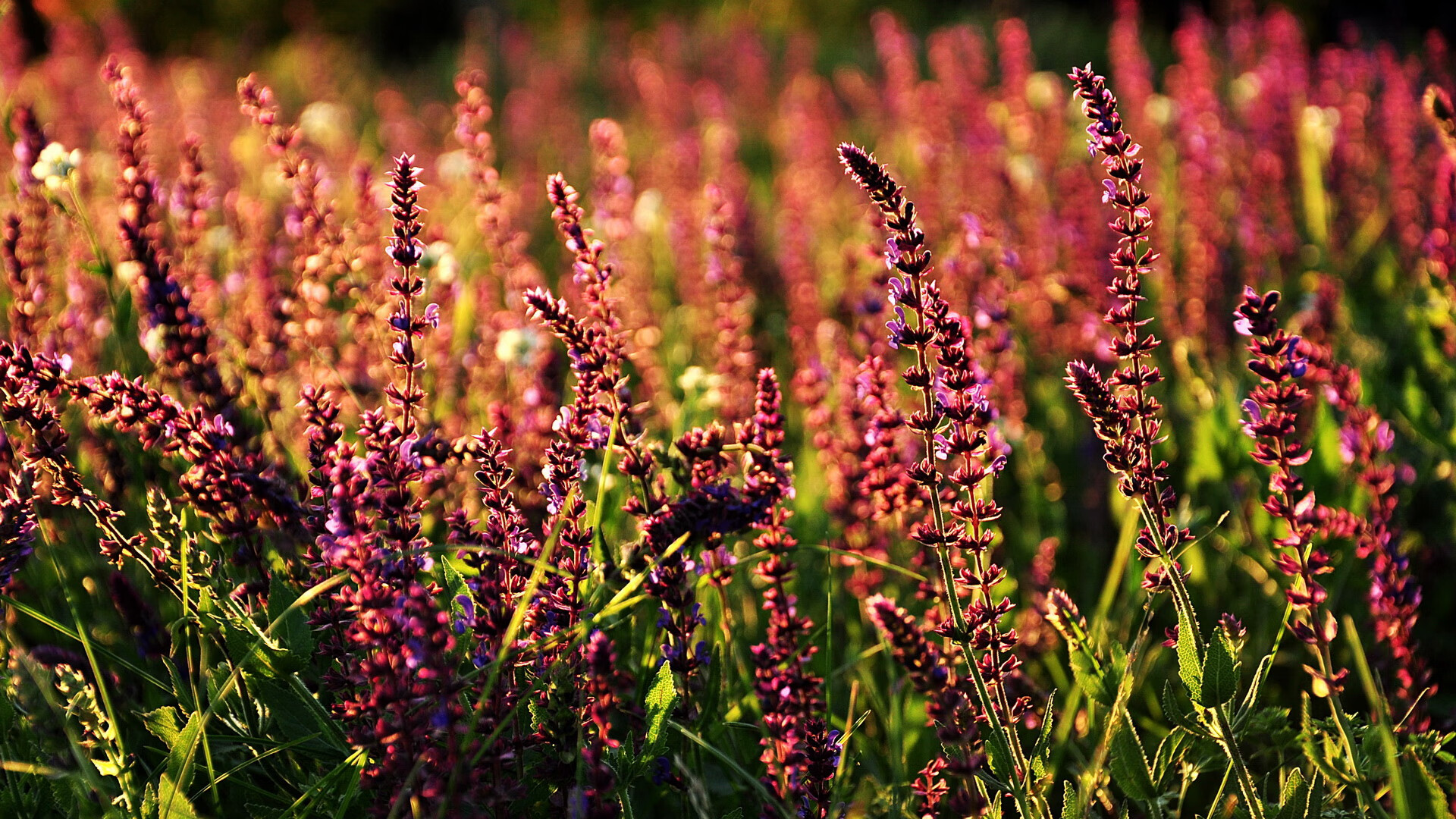 德国在欧预赛中与西班牙对抗——胜负难料,德国与西班牙比赛结果