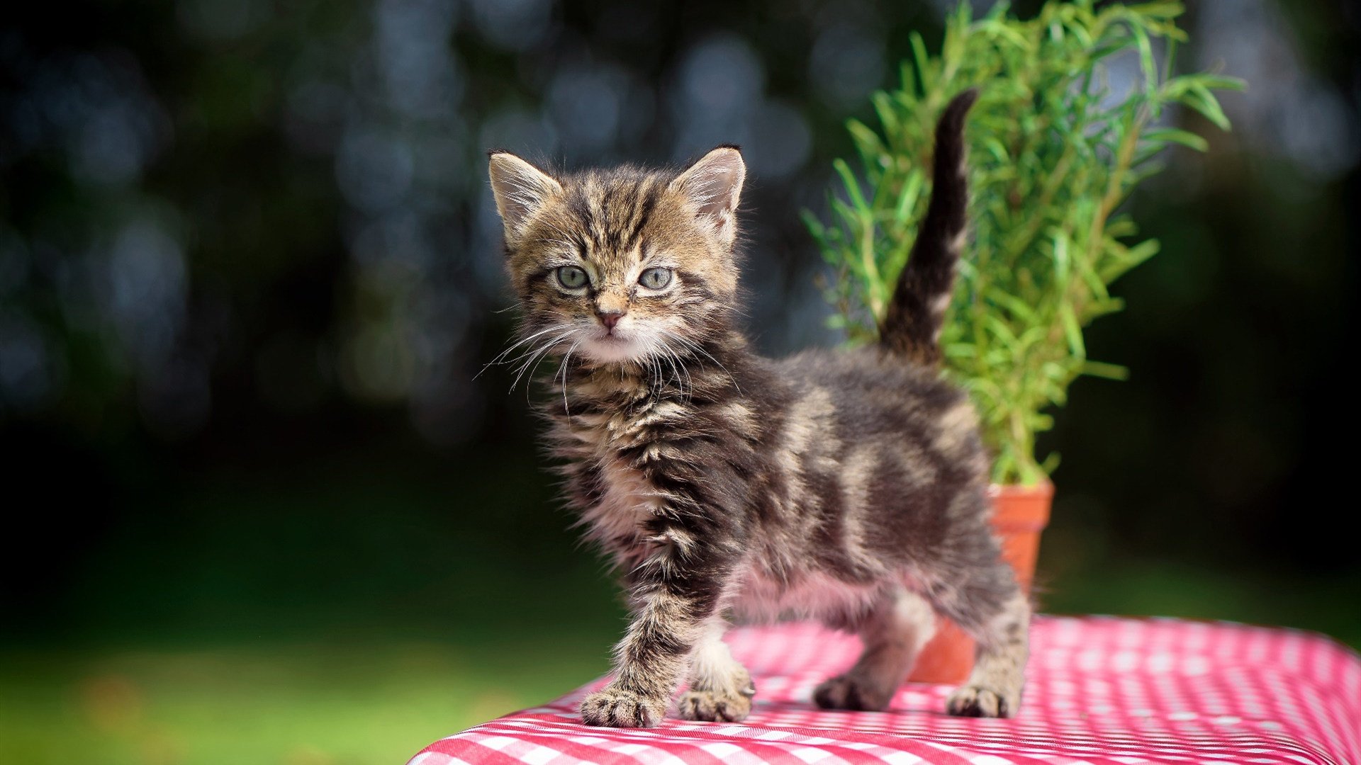 AYX GAME-快船队主教练强调团结合作，赢得球队内部支持，快船教练组名单