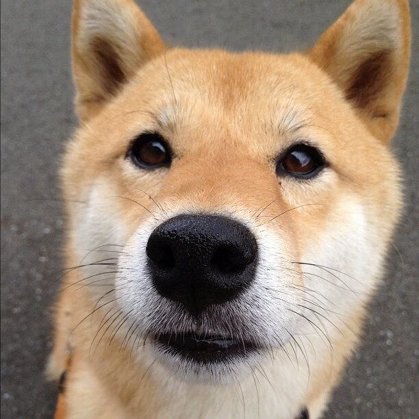 爱游戏登录入口-阿森纳中场再次因伤告急，球队命悬一线，阿森纳十大中场