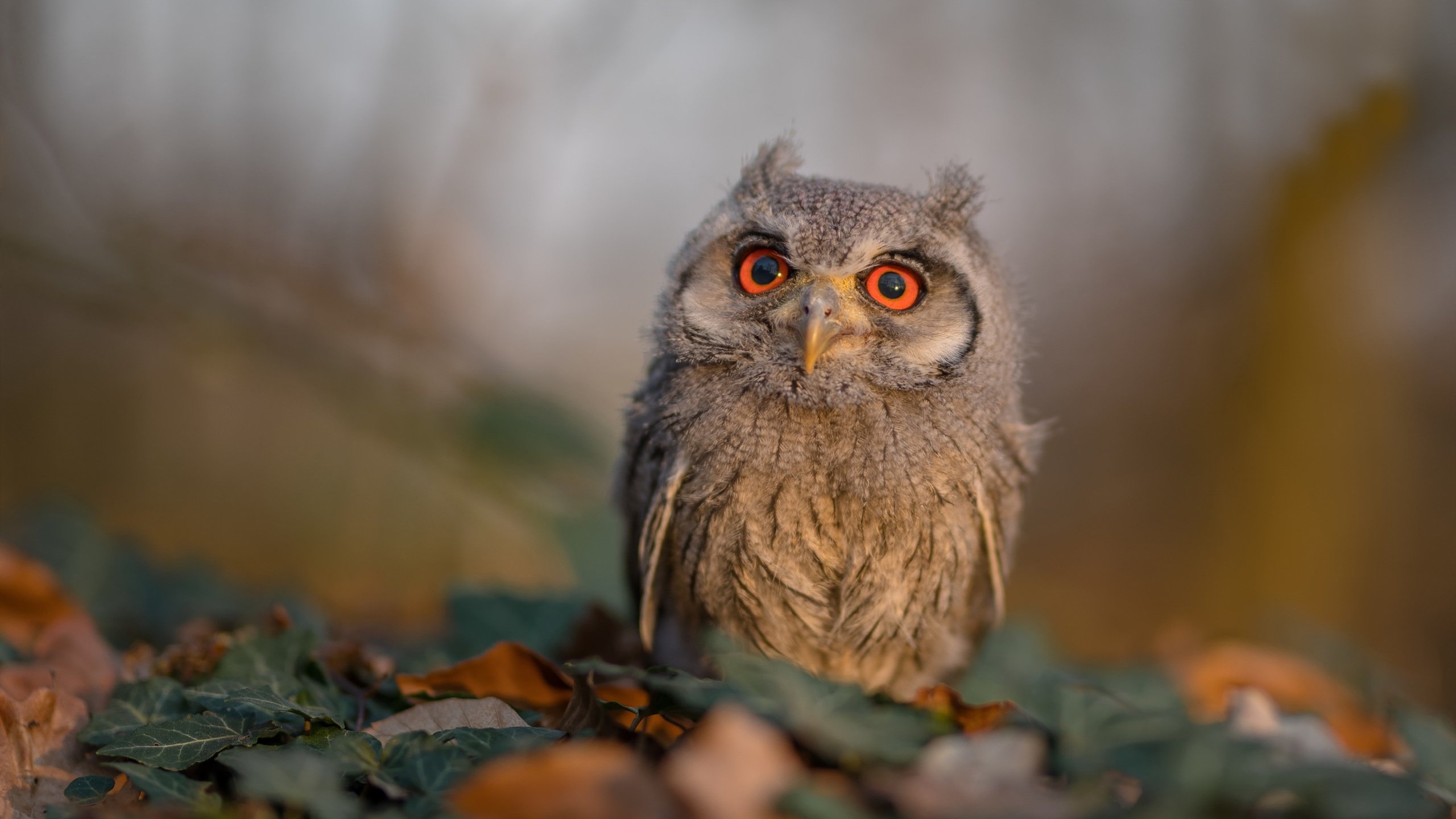 NBA球员训练技术优化方案，nba球员训练技术优化方案有哪些