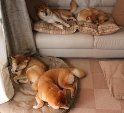 中国篮球教练团队协作模式创新探索,中国篮球教练培训