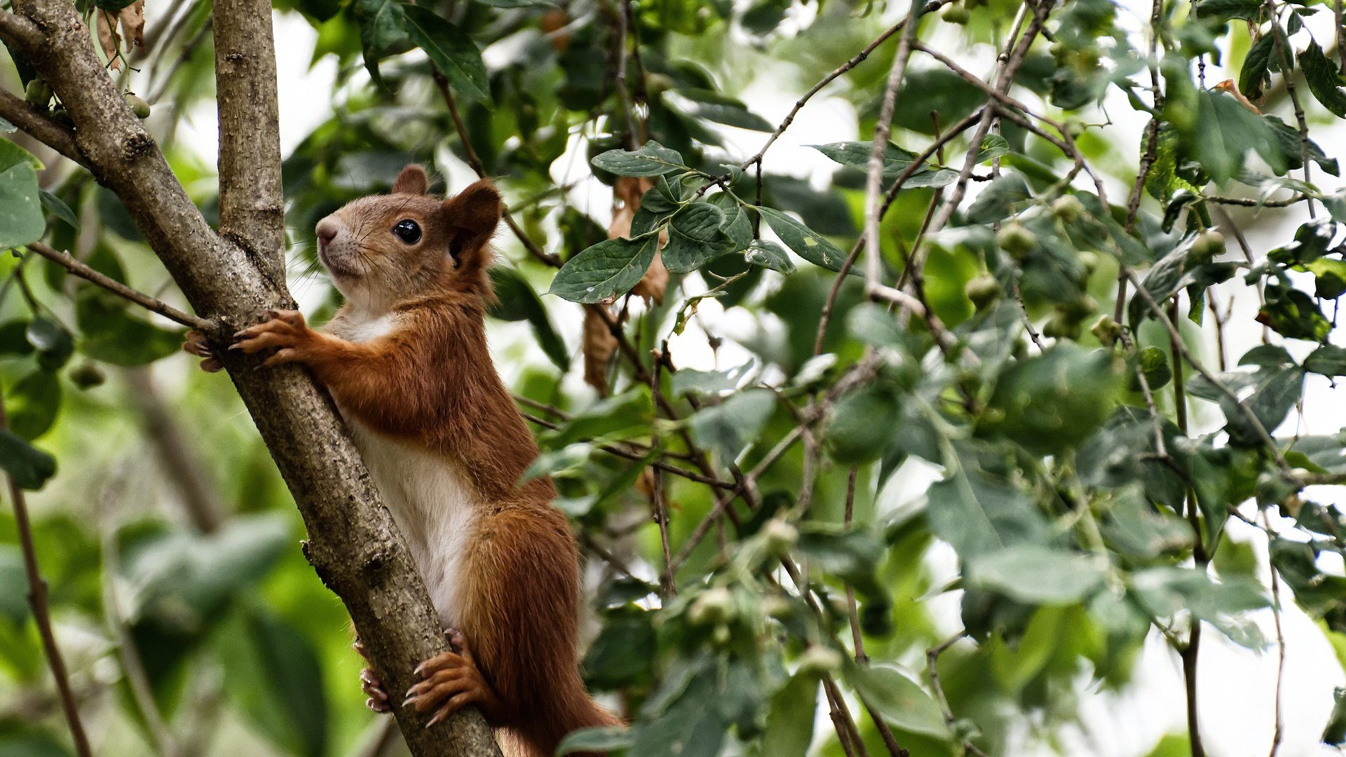埃及队未来发展:加强国际友谊赛,积累比赛经验,埃及队员