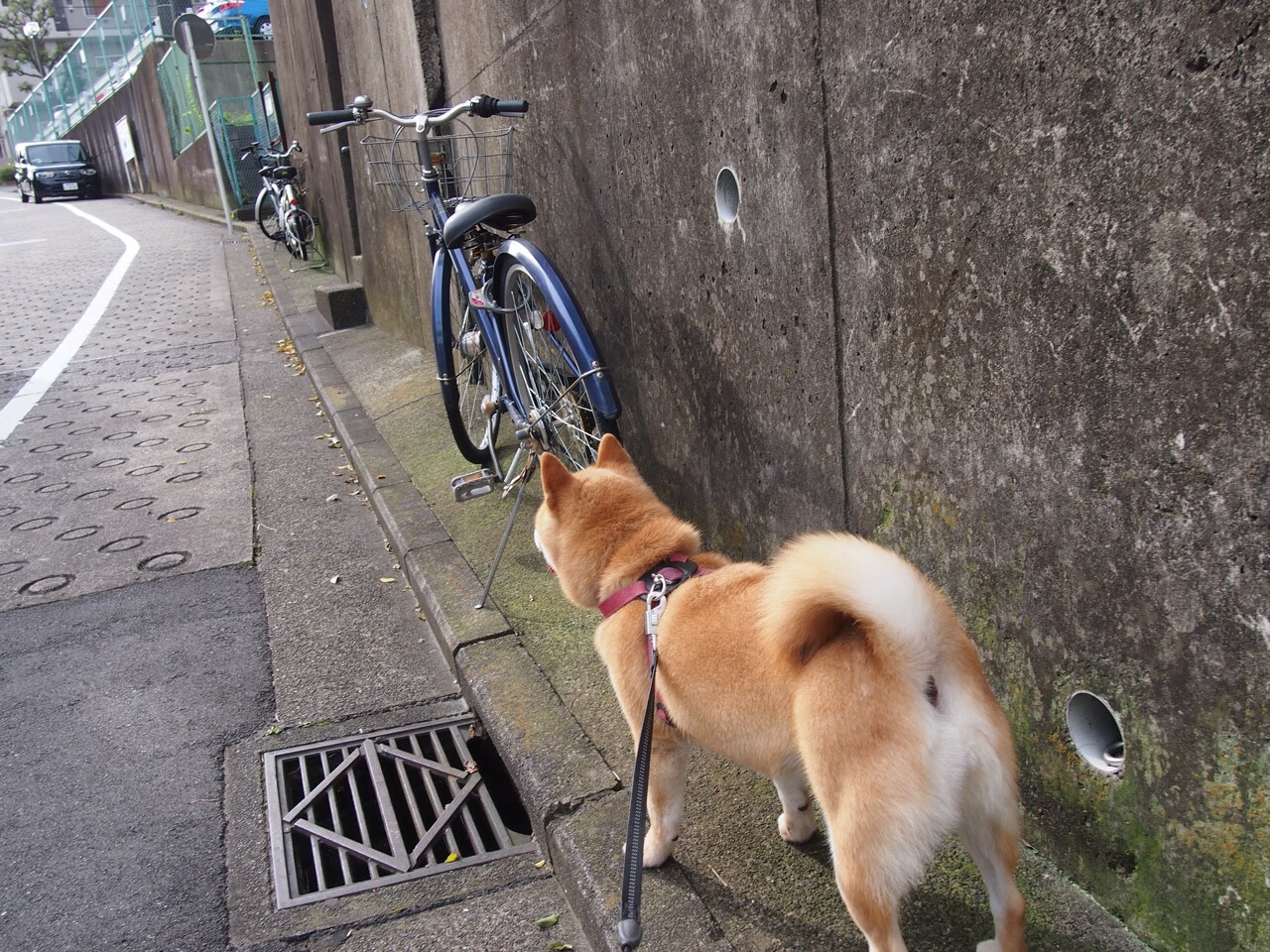 本土教练发展路径不清晰,教练行业环境分析