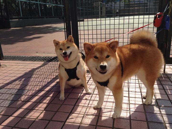 体育博主评选联赛最佳球员引发线上投票热潮,体育博主的主页简介