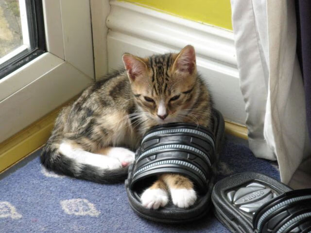 国家队备战海外赛事强化国际比赛经验积累,国家队参加比赛