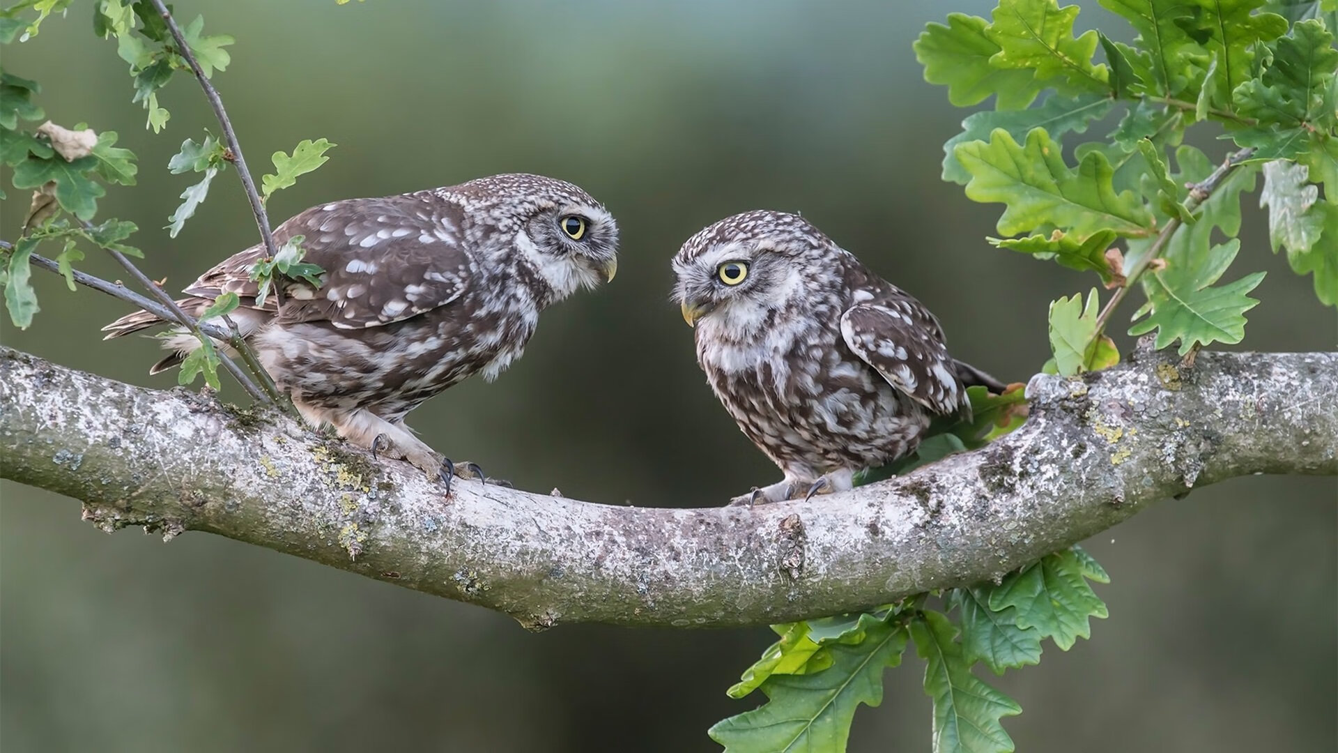 本·普劳德蝶泳决赛不负众望,普劳德游泳