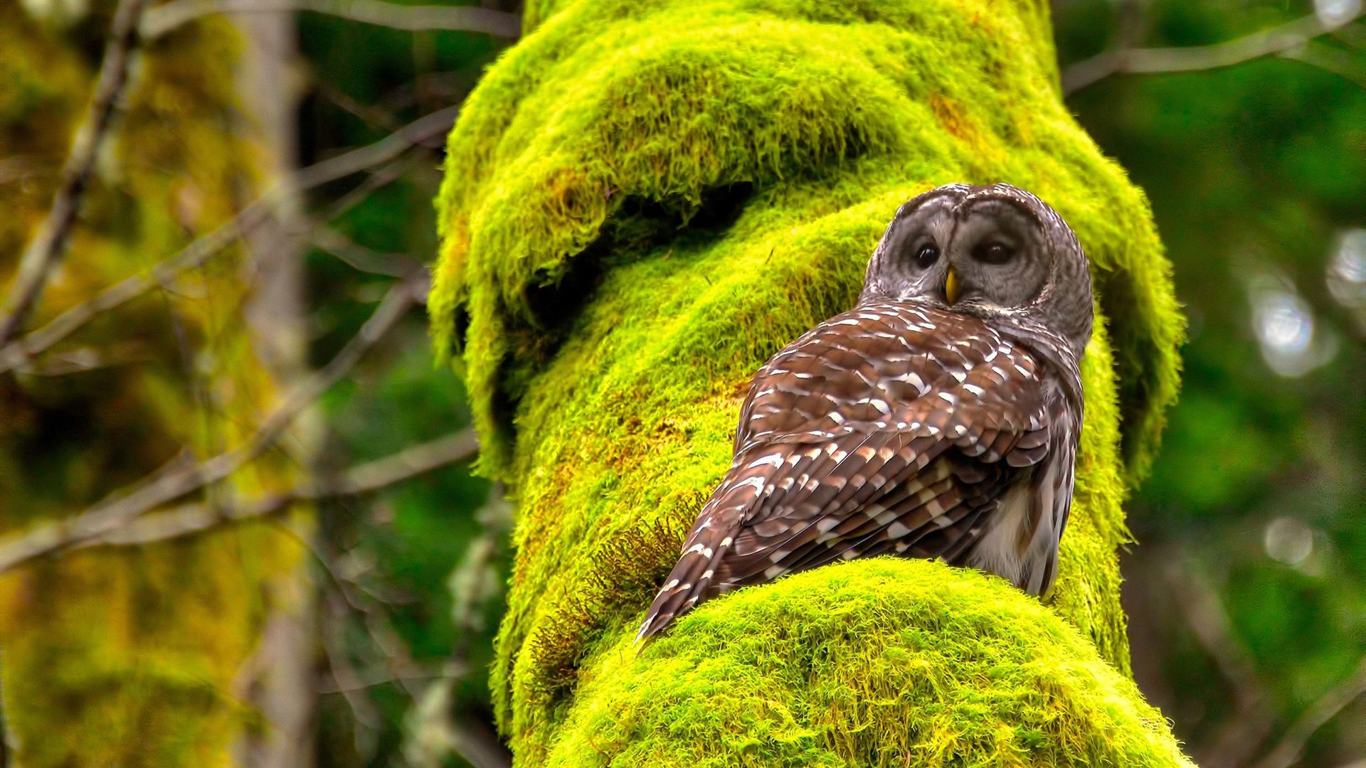 爱游戏中国官方登录入口网站-球员勇救俱乐部财务陷阱，集资支持球队运营，球队的资金来源