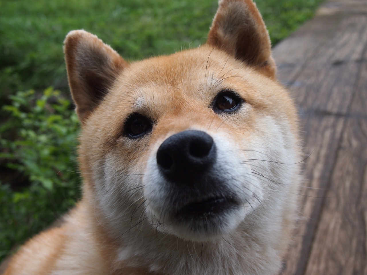 福特:凭借一系列高水平的表现,成为全黑队中坚力量,福特黑骑士2021新款价格