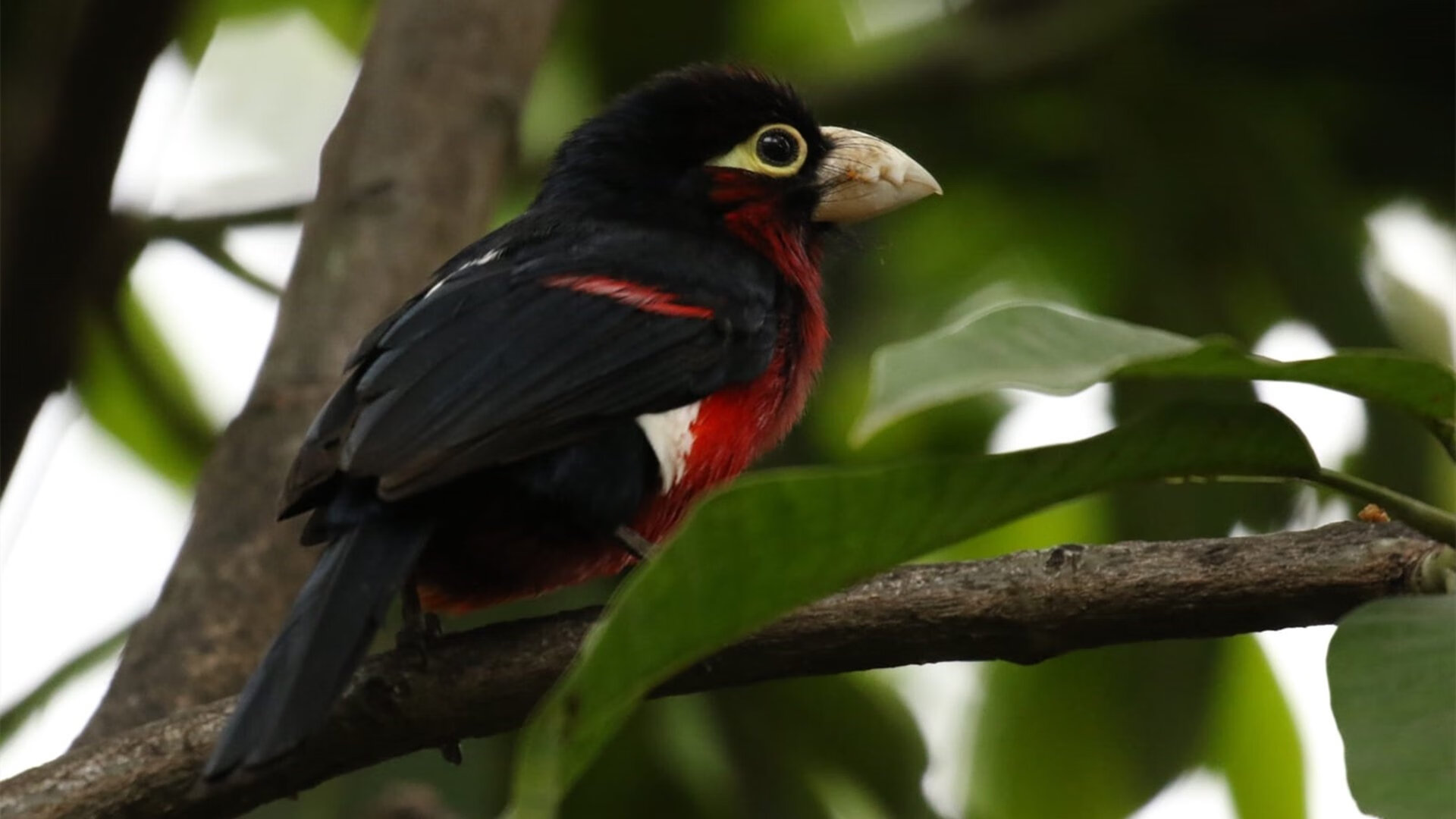 爱游戏登录入口-鹈鹕内线组合训练中展示篮下防守统治力，nba鹈鹕原来是哪个队